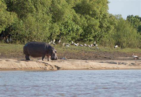 3 NIGHTS PACKAGE SAADANI SAFARI LODGE from Zanzibar